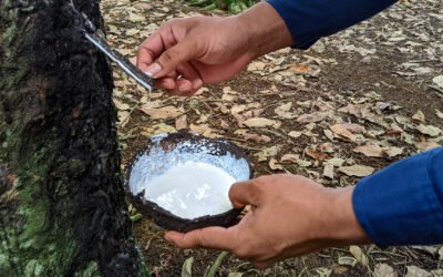 PT Karet Batin Delapan: A Pillar of Indonesia’s Rubber Industry